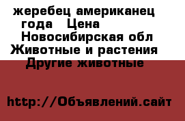 жеребец американец 3 года › Цена ­ 200 000 - Новосибирская обл. Животные и растения » Другие животные   